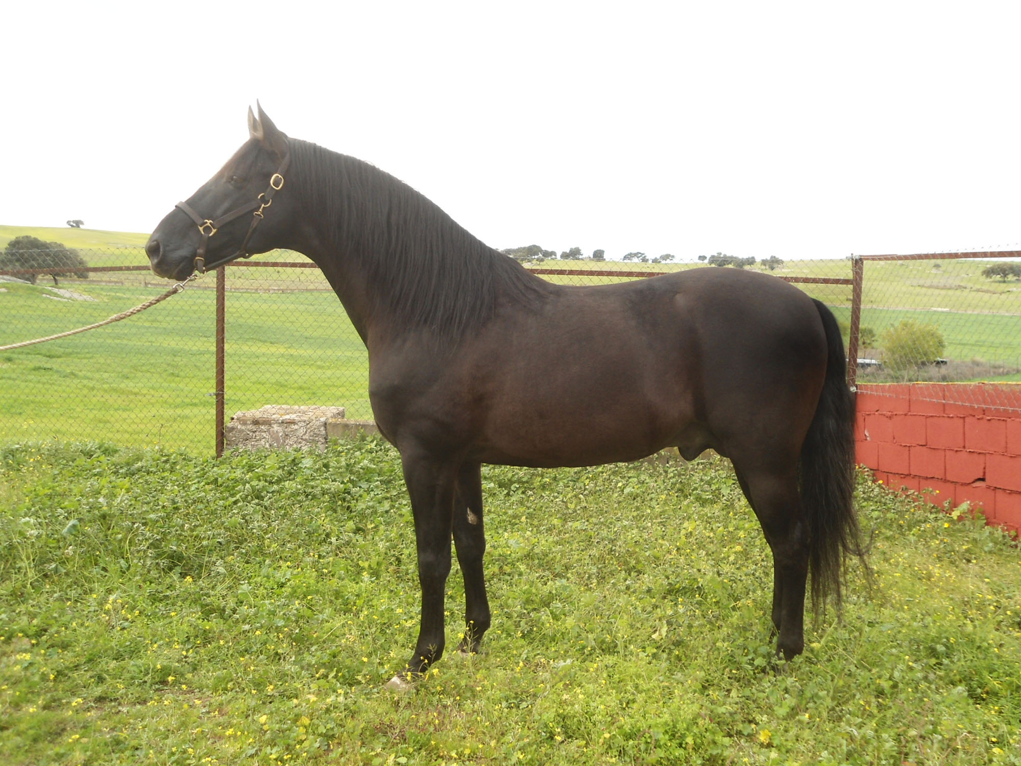 Listado de Caballos en Venta